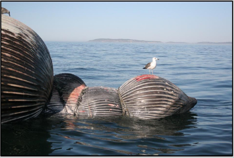 Figure 2 : Enchevêtrement d'une baleine dans un engin de pêche côtière. (c) Gwenith Penry