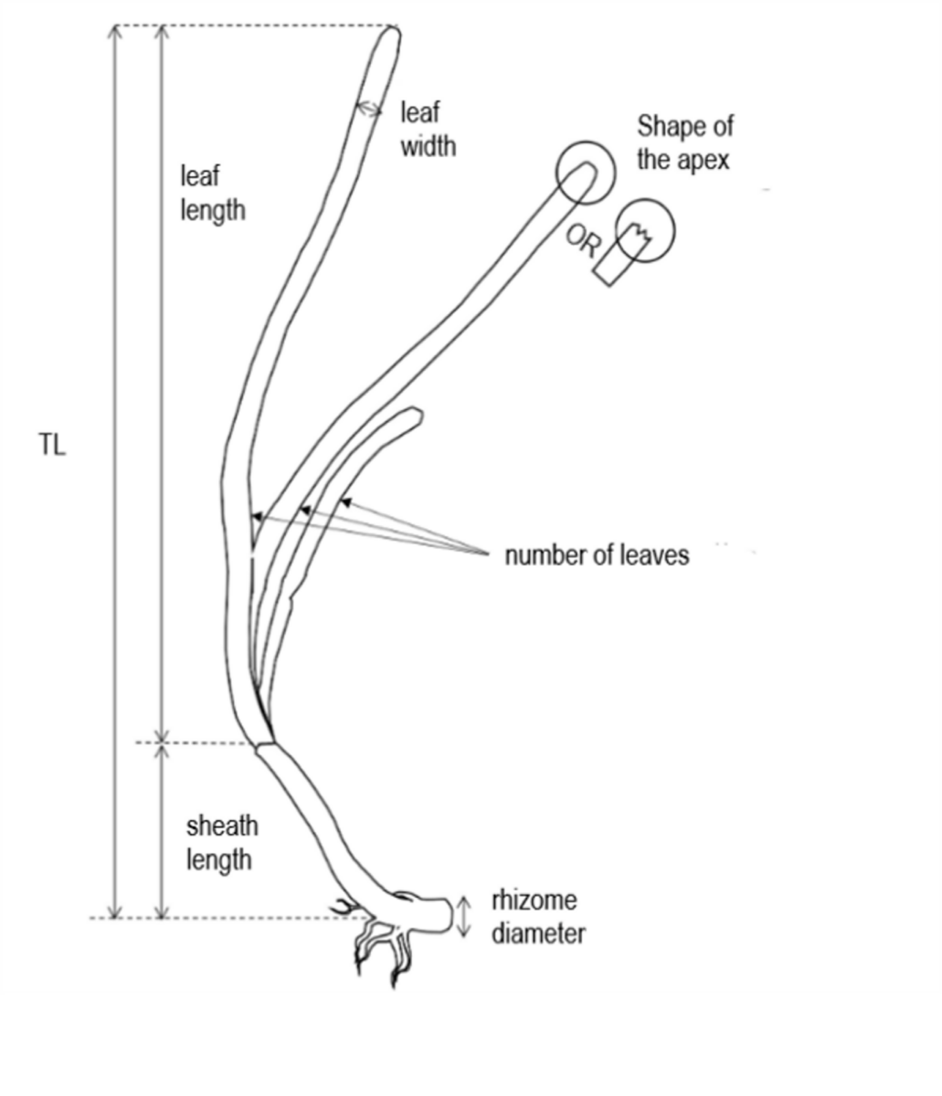 Figure 2: Morphological measurements on eelgrass beds