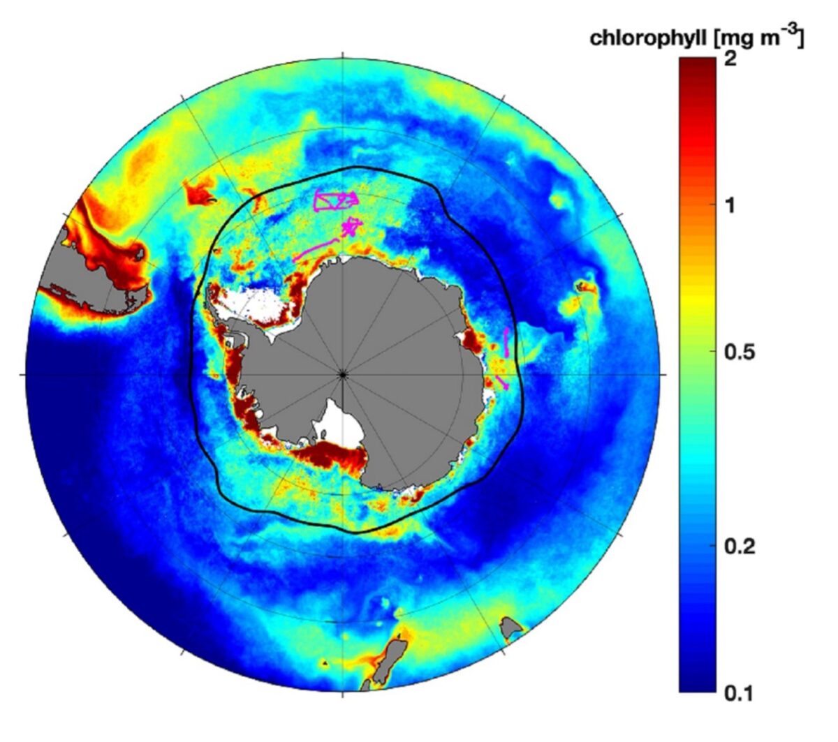 Concentration en chlorophylle dans l'océan Austral, du bleu au rouge. Ryan travaille sur les zones à faible chlorophylle (en couleur bleue).